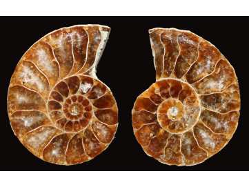 Ammonite from Madagascar