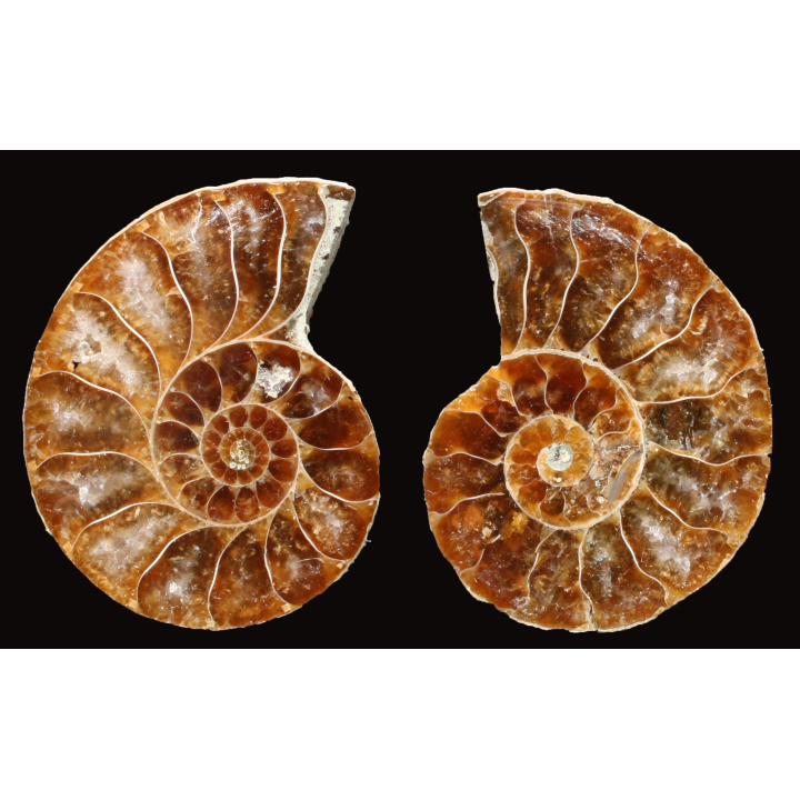 Ammonite de Madagascar