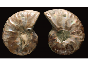 Ammonite de Madagascar