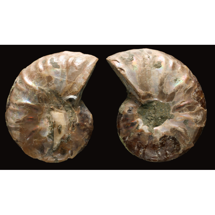 Ammonite de Madagascar