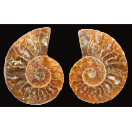 Ammonite de Madagascar