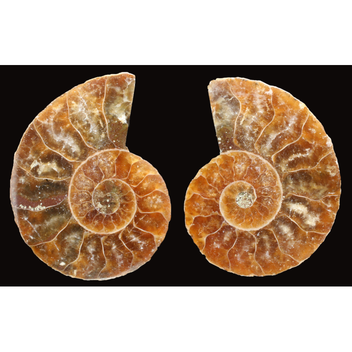 Ammonite de Madagascar