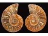 Ammonite from Madagascar