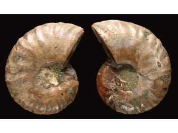 Ammonite from Madagascar