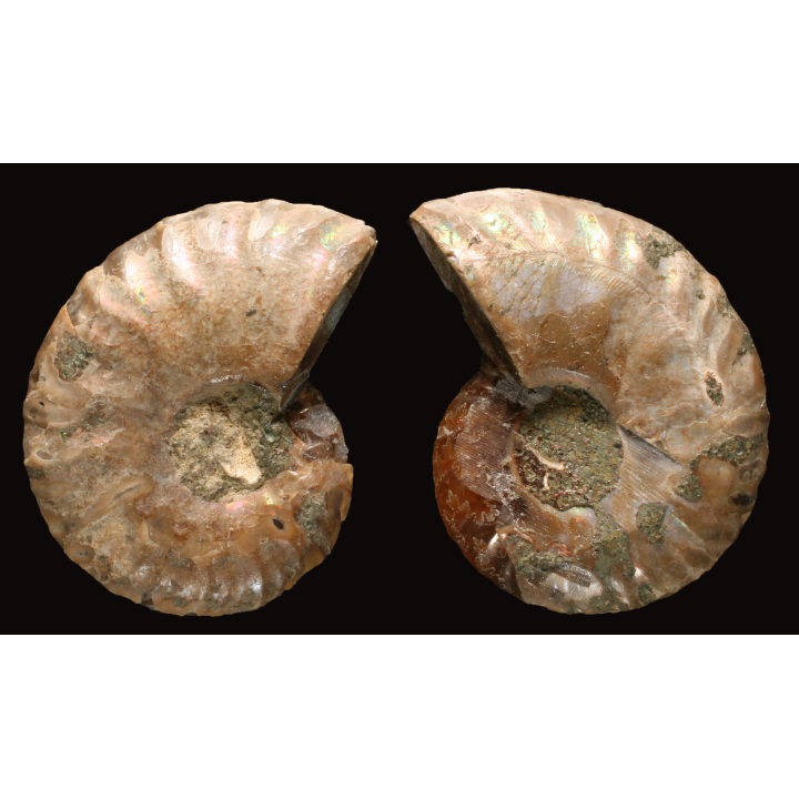 Ammonite from Madagascar