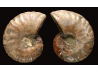 Ammonite from Madagascar