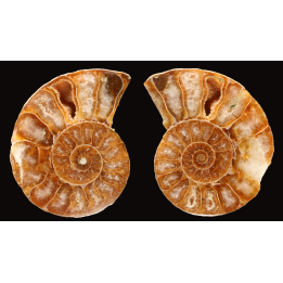 Ammonite de Madagascar