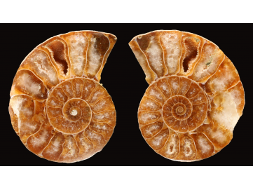 Ammonite de Madagascar