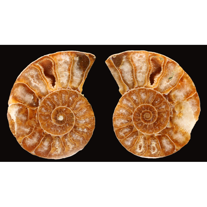 Ammonite de Madagascar