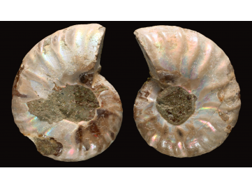 Ammonite de Madagascar