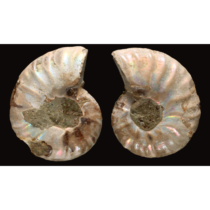Ammonite from Madagascar