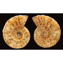 Ammonite from Madagascar