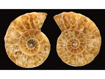 Ammonite de Madagascar