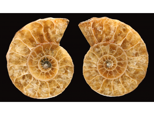 Ammonite from Madagascar