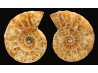 Ammonite de Madagascar