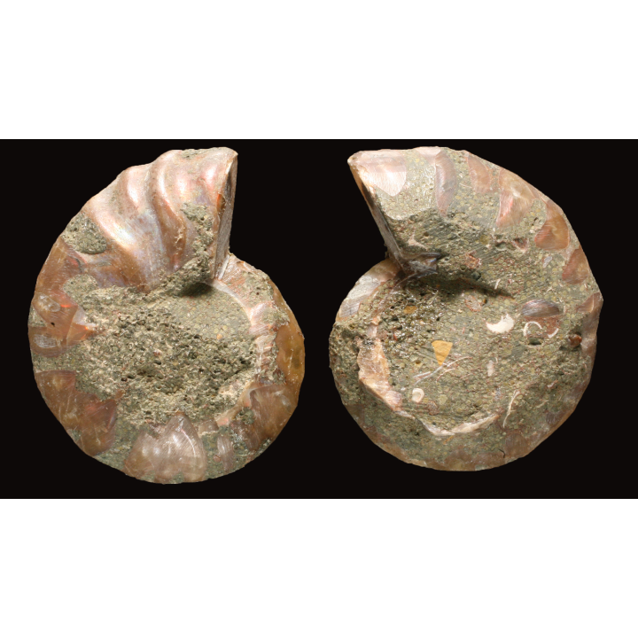 Ammonite de Madagascar