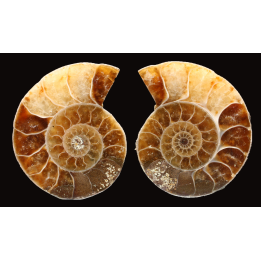 Ammonite from Madagascar