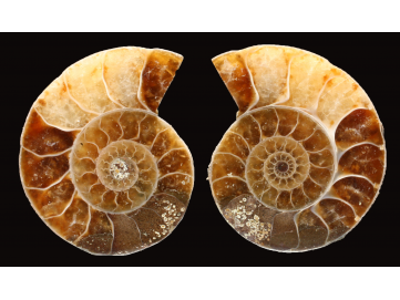 Ammonite from Madagascar