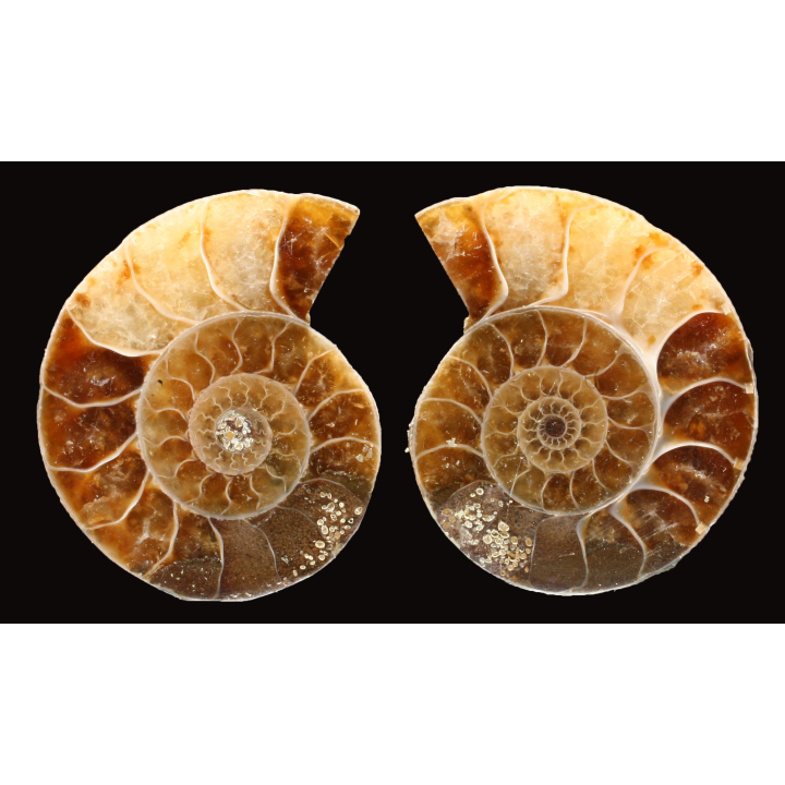 Ammonite de Madagascar
