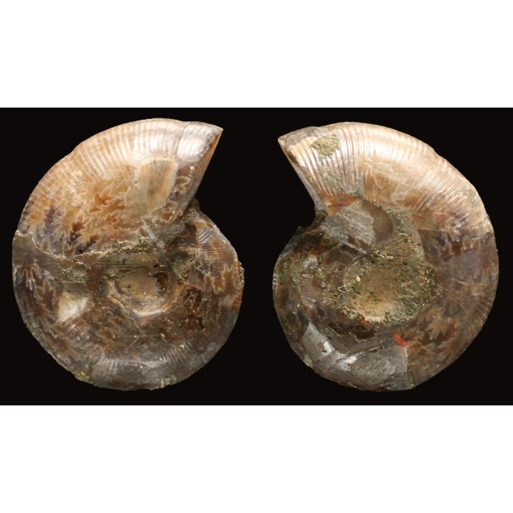 Ammonite de Madagascar