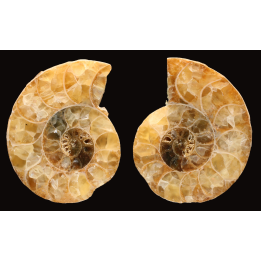 Ammonite from Madagascar