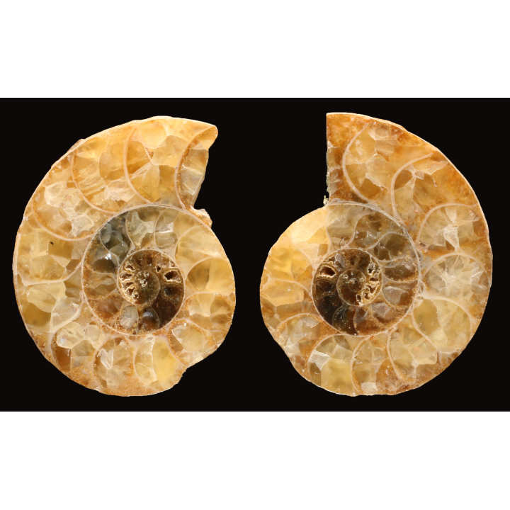 Ammonite de Madagascar