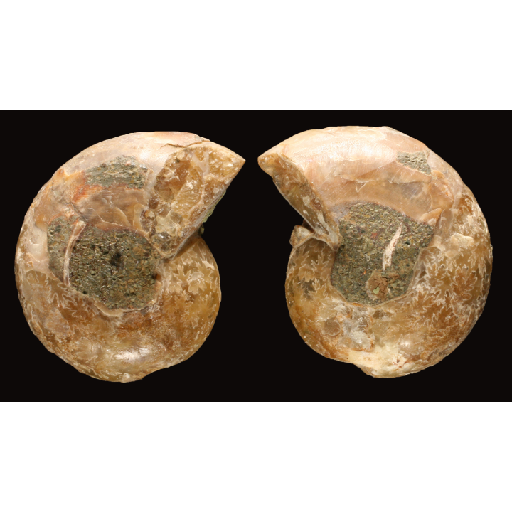 Ammonite de Madagascar