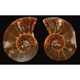 Ammonite from Madagascar