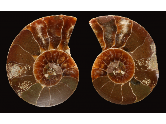 Ammonite from Madagascar