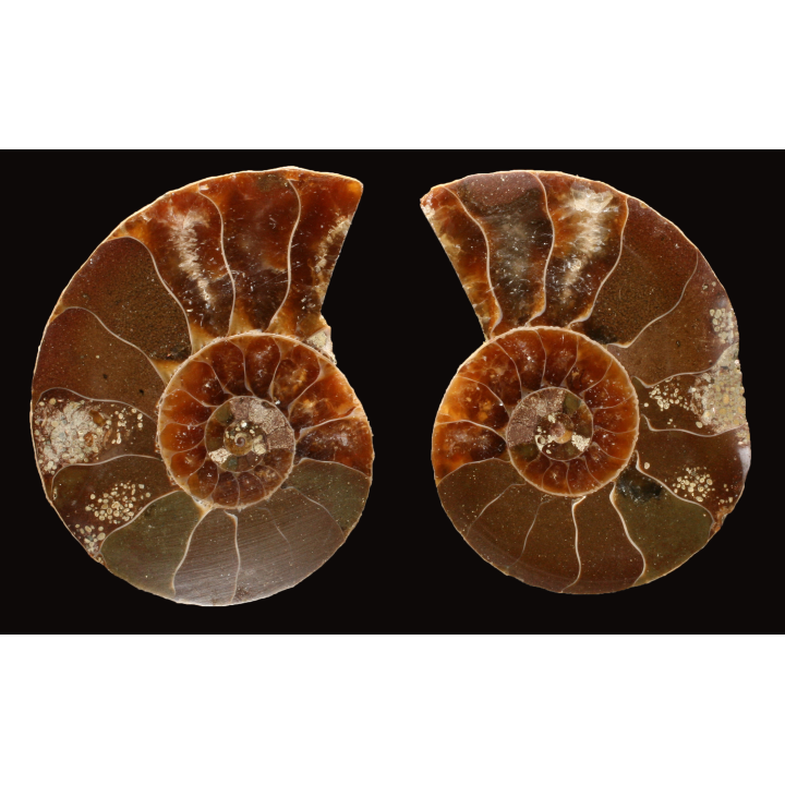 Ammonite from Madagascar