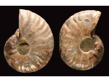 Ammonite from Madagascar