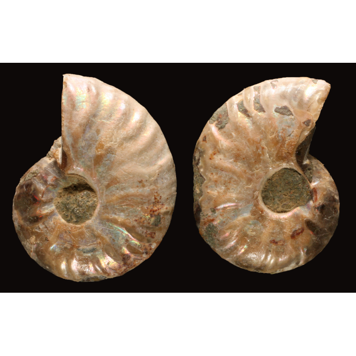 Ammonite de Madagascar