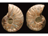 Ammonite de Madagascar