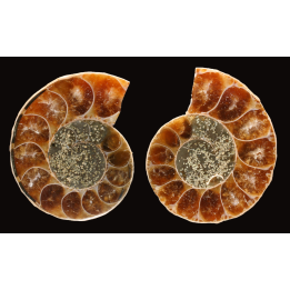 Ammonite from Madagascar