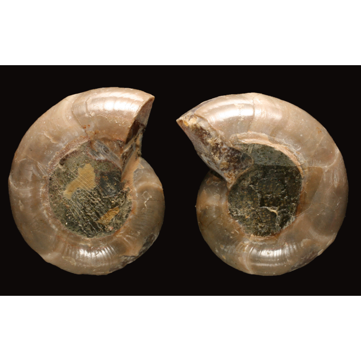 Ammonite from Madagascar