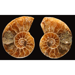 Ammonite de Madagascar