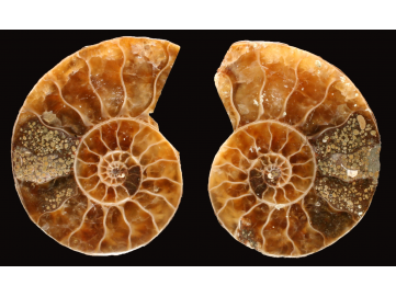 Ammonite de Madagascar