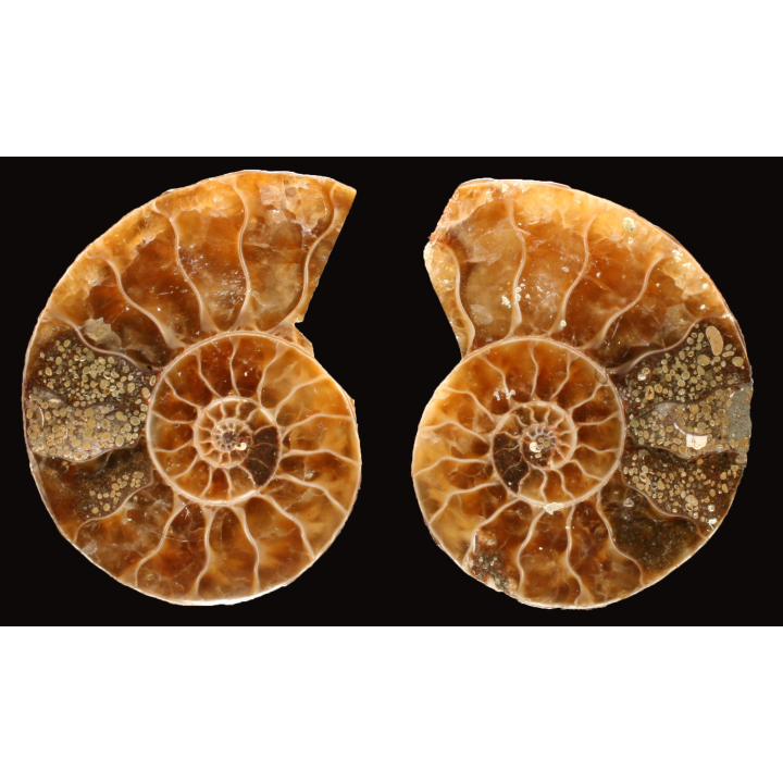 Ammonite from Madagascar