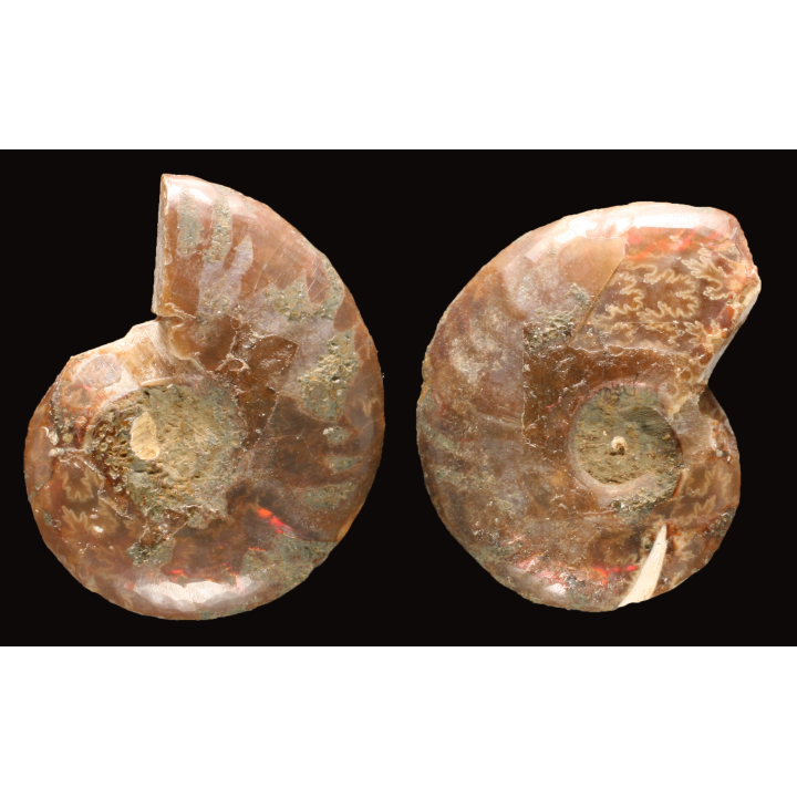 Ammonite de Madagascar