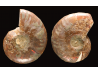 Ammonite from Madagascar