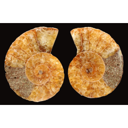 Ammonite from Madagascar