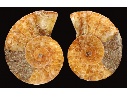 Ammonite from Madagascar