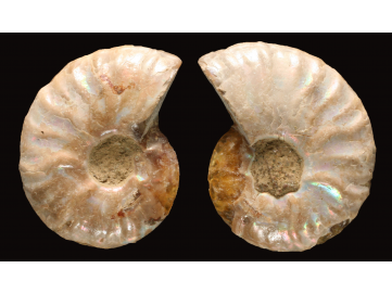 Ammonite from Madagascar