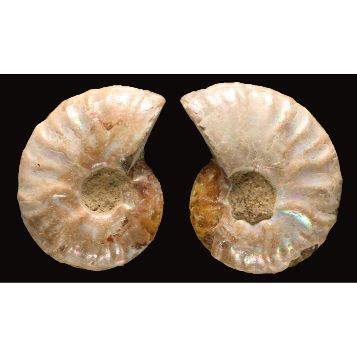 Ammonite de Madagascar