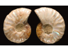 Ammonite from Madagascar