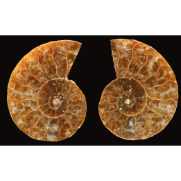 Ammonite de Madagascar