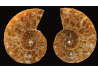 Ammonite from Madagascar