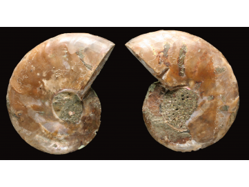 Ammonite de Madagascar