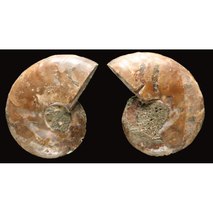 Ammonite de Madagascar
