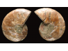 Ammonite from Madagascar